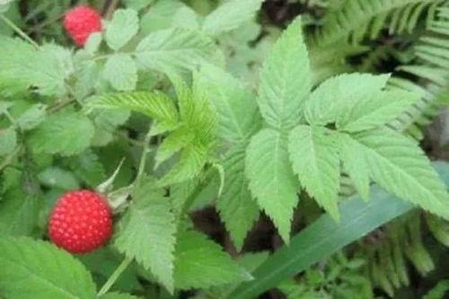 水莓100国产  第3张